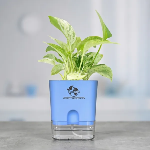 Marble_Queen_Pothos_In_Self_Watering_Pot