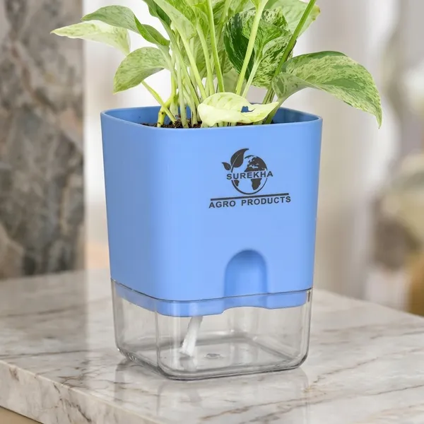 Marble_Queen_Pothos_In_Self_Watering_Pot