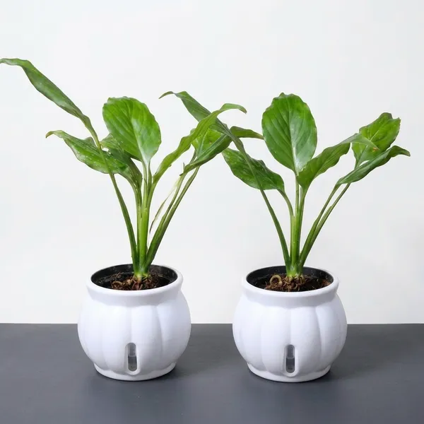Peace_Lily_Live_Plant_With_Self_Watering_Pot_Pack_Of_2