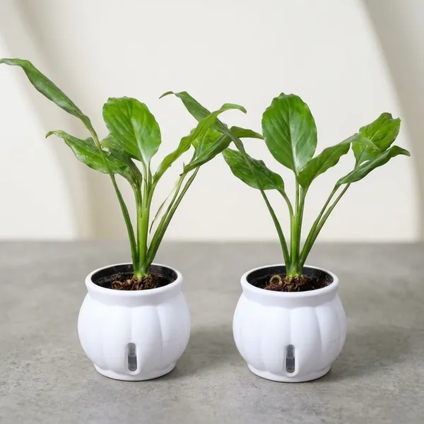 Peace_Lily_Live_Plant_With_Self_Watering_Pot_Pack_Of_2