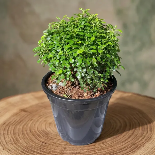 Kamini_Ornamental_Shrub_Plant_With_Pot