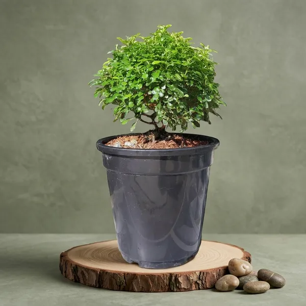 Kamini_Ornamental_Shrub_Plant_With_Pot
