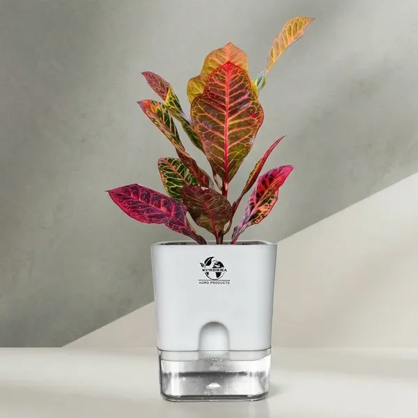 Croton_Petra_With_Self_Watering_Pot