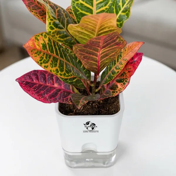 Croton_Petra_With_Self_Watering_Pot