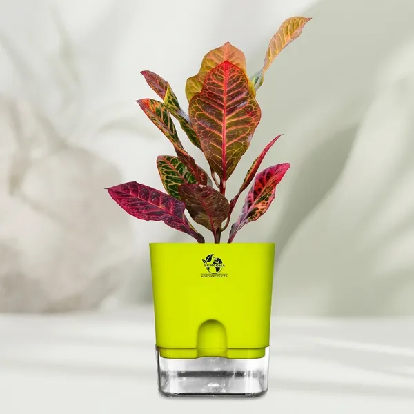 Croton_Petra_Plant_With_Self_Watering_Pot