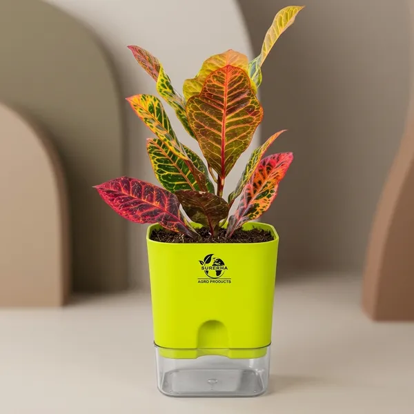 Croton_Petra_Plant_With_Self_Watering_Pot