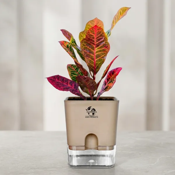 Croton_Petra_Plant_With_Self_Watering_Pot