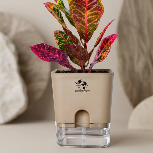 Croton_Petra_Plant_With_Self_Watering_Pot