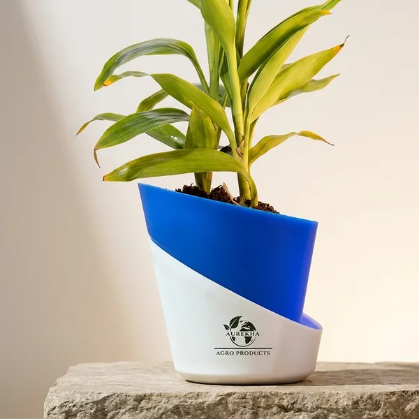Yellow_Lucky_Bamboo_Plant_With_Self-Watering_Pot