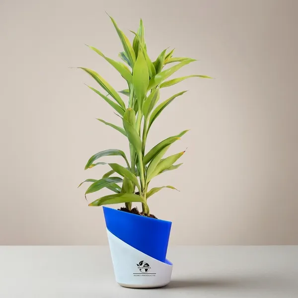Yellow_Lucky_Bamboo_Plant_With_Self-Watering_Pot