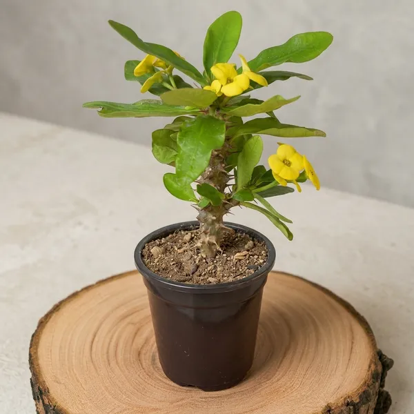Euphorbia_Milii_Plant_With_Pot(Yellow_Flower)