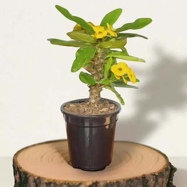 Euphorbia_Milii_Plant_With_Pot(Yellow_Flower)