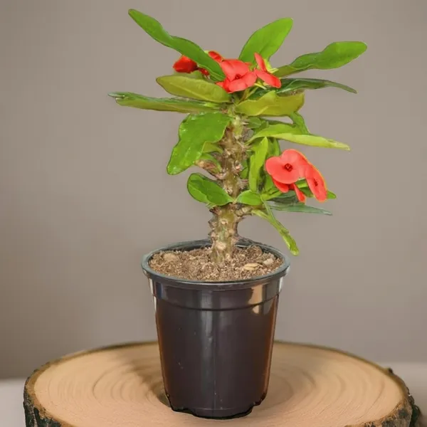 Euphorbia_Milii_Plant_With_Pot_(Red_Flower)
