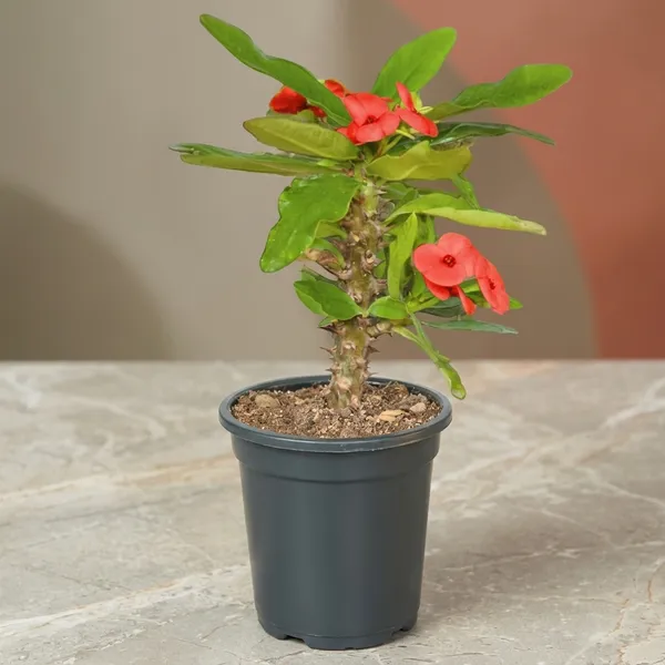 Euphorbia_Milii_Plant_With_Pot_(Red_Flower)