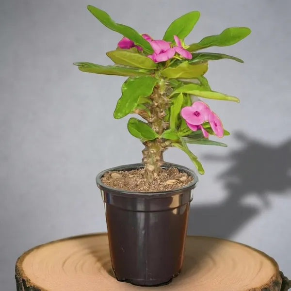 Euphorbia_Milii_Plant_With_Pot_(Pink_Flower)