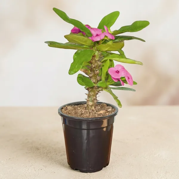 Euphorbia_Milii_Plant_With_Pot_(Pink_Flower)