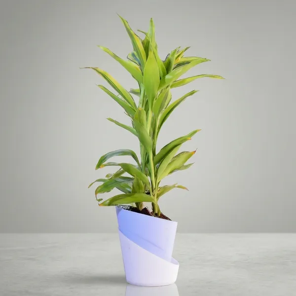 Yellow_Lucky_Bamboo_Plant_With_Self-Watering_Pot