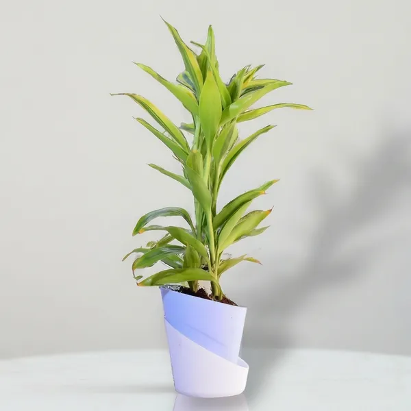 Yellow_Lucky_Bamboo_Plant_With_Self-Watering_Pot