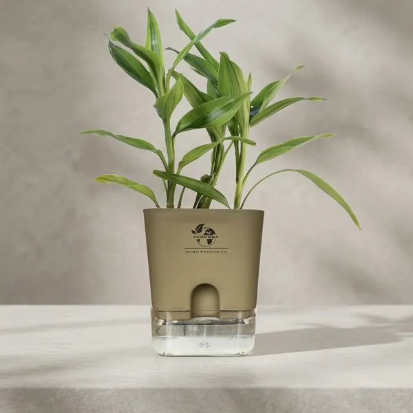 Yellow_Lucky_Bamboo_Plant_With_Self-Watering_Pot
