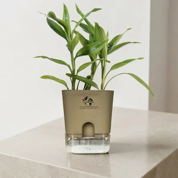 Yellow_Lucky_Bamboo_Plant_With_Self-Watering_Pot