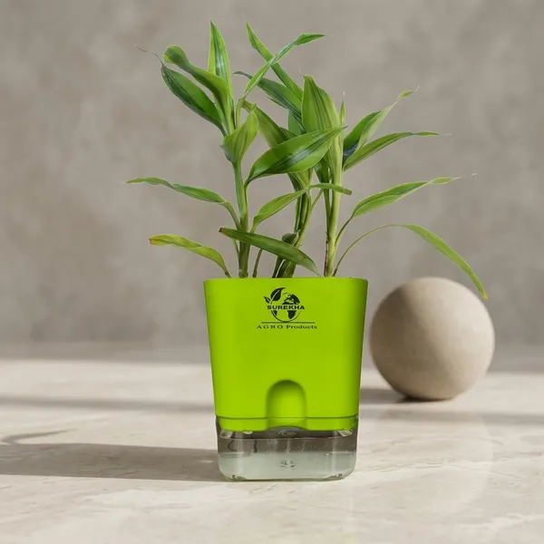 Yellow_Lucky_Bamboo_Plant_With_Self-Watering_Pot
