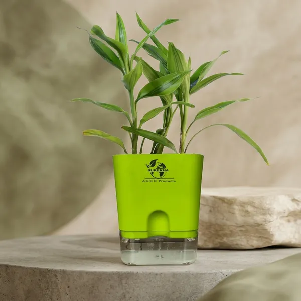 Yellow_Lucky_Bamboo_Plant_With_Self-Watering_Pot