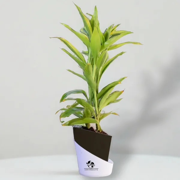 Yellow_Lucky_Bamboo_Plant_With_Self-Watering_Pot