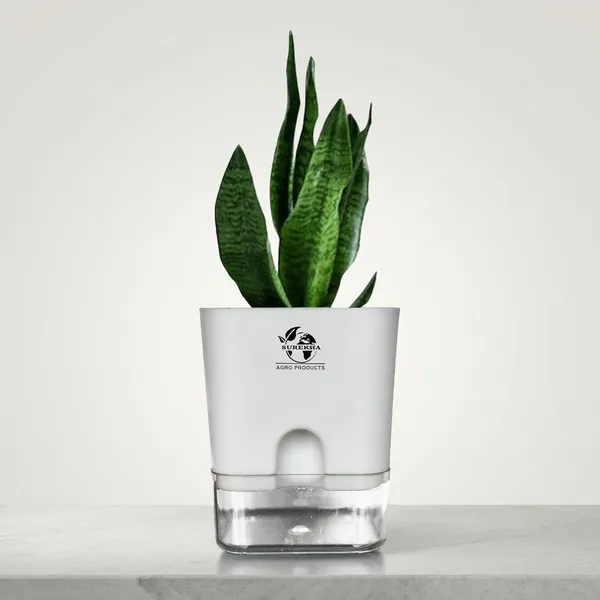 Sansevieria_Superba_Snake_Plant_With_Self_Watering_Pot