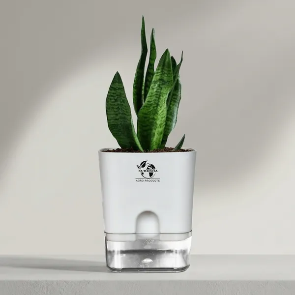 Sansevieria_Superba_Snake_Plant_With_Self_Watering_Pot