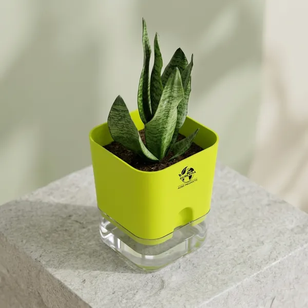 Snake_Plant(Sansevieria_Superba)_With_Self_Watering_Pot