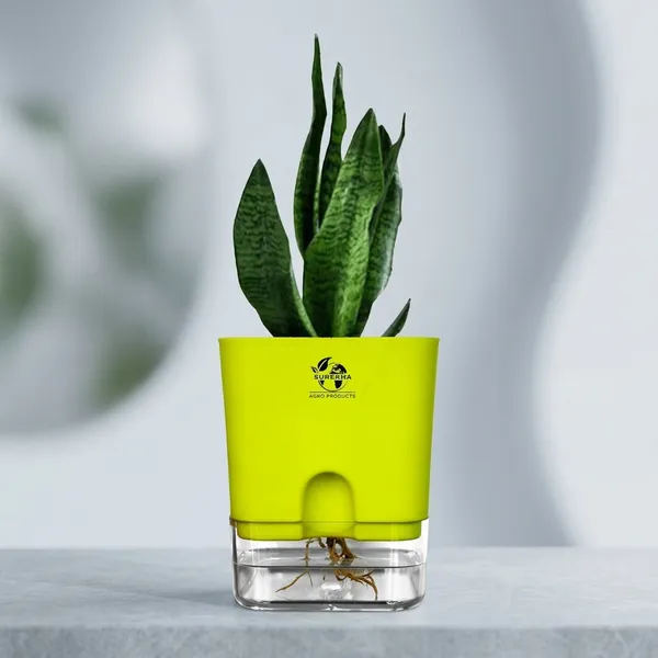 Snake_Plant(Sansevieria_Superba)_With_Self_Watering_Pot