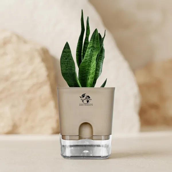 Sansevieria_Superba_Snake_Plant_With_Self_Watering_Pot