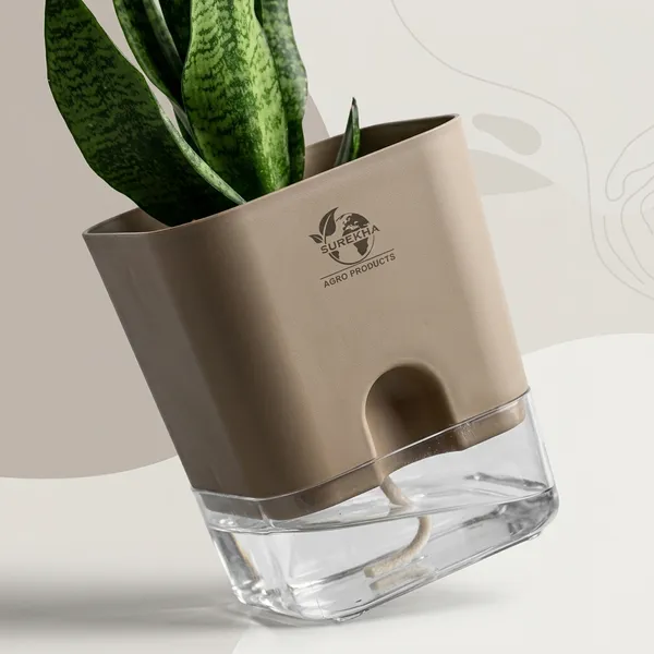 Sansevieria_Superba_Snake_Plant_With_Self_Watering_Pot