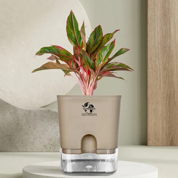 Aglaonema_Red_Indoor_Plant_With_Self_Watering_Pot