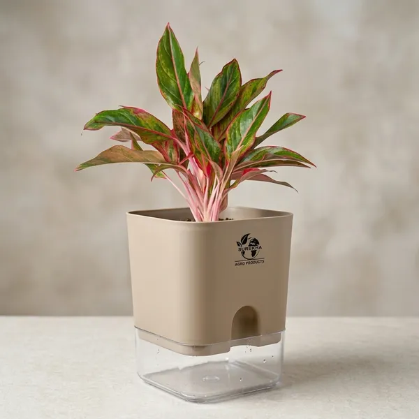 Aglaonema_Red_Indoor_Plant_With_Self_Watering_Pot