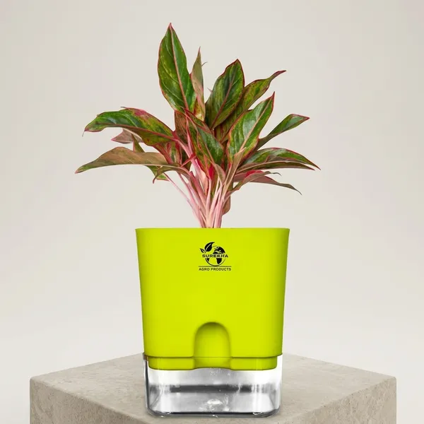 Aglaonema_Red_Indoor_Plant_With_Self_Watering_Pot