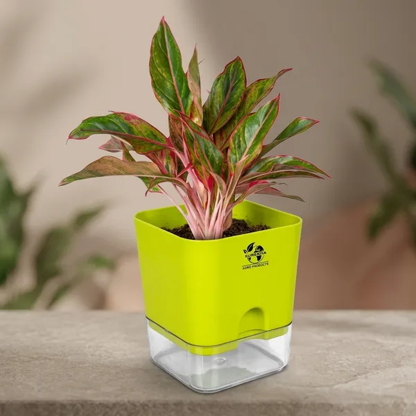 Aglaonema_Red_Indoor_Plant_With_Self_Watering_Pot