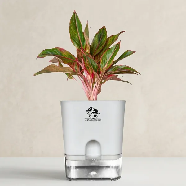 Aglaonema_Red_Plant_With_Self_Watering_Pot