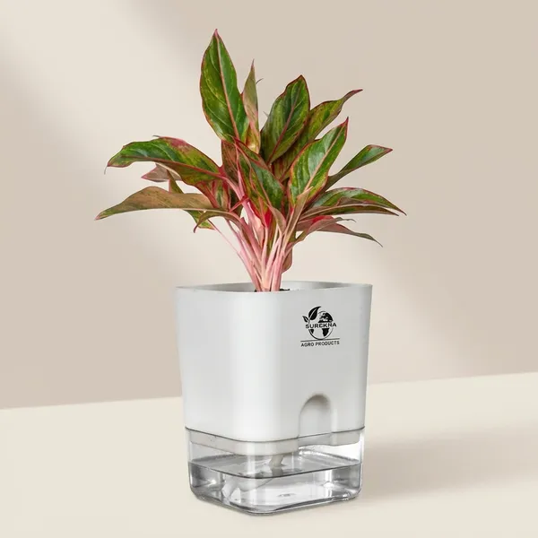 Aglaonema_Red_Plant_With_Self_Watering_Pot