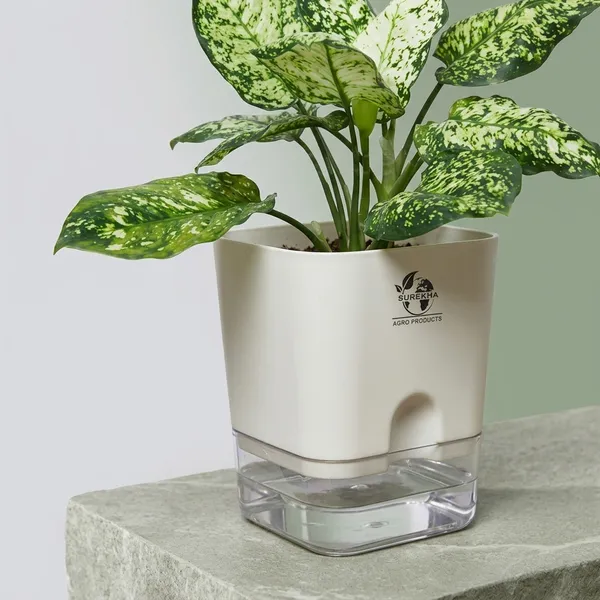 Aglaonema_Plant_With_Self_Watering_Pot