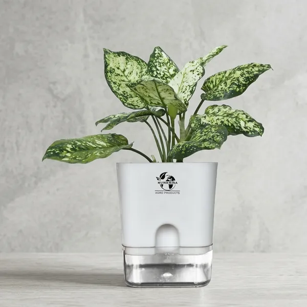 Aglaonema_Plant_With_Self_Watering_Pot