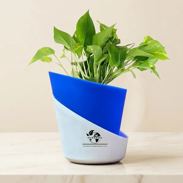 Money_Plant_With_Self_Watering_Pot