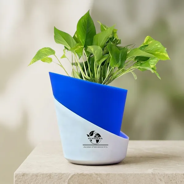 Money_Plant_With_Self_Watering_Pot