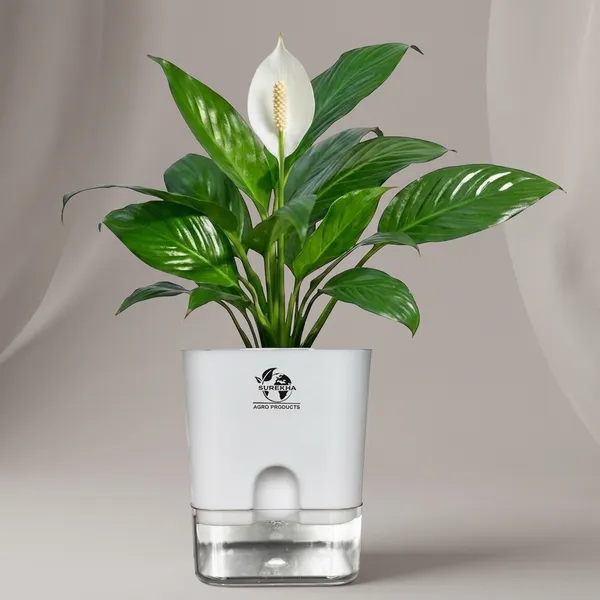 Peace_Lily_Plant_In_Self_Watering_Pot