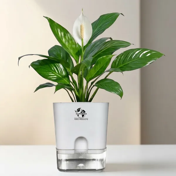 Peace_Lily_Plant_In_Self_Watering_Pot