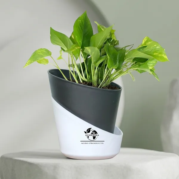 Money_Plant_With_Self_Watering_Pot