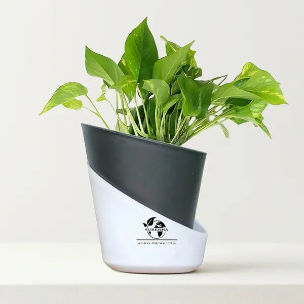Money_Plant_With_Self_Watering_Pot