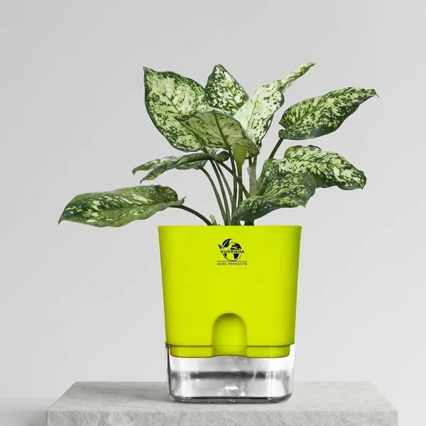 Aglaonema_Indoor_Plant_With_Self_Watering_Pot