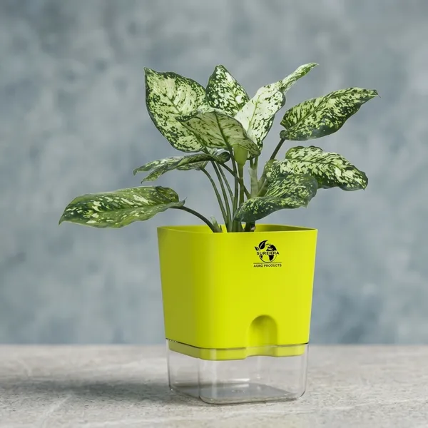 Aglaonema_Indoor_Plant_With_Self_Watering_Pot