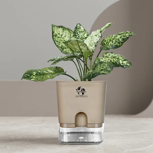Aglaonema_Indoor_Plant_With_Self_Watering_Pot